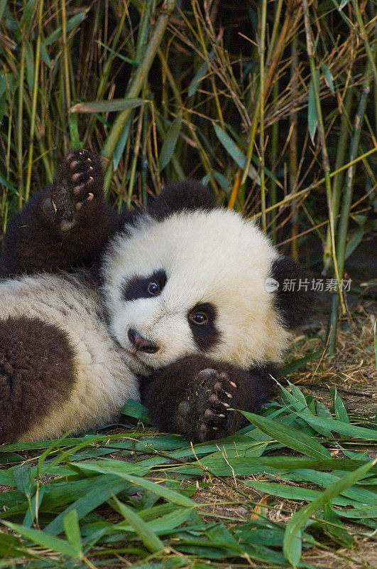 大熊猫;Ailuropoda melanoleuca;中国家庭熊科。一只幼崽。